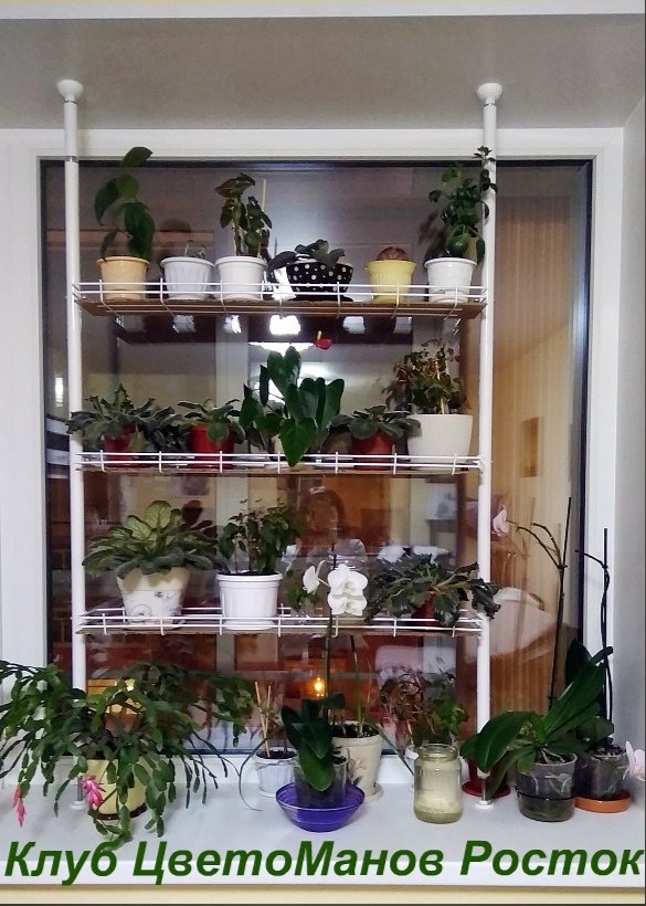 распорный стеллаж для растений и рассады на подоконник. Фото N19