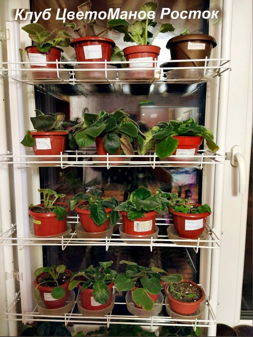 распорный стеллаж для растений и рассады на подоконник. Фото N15
