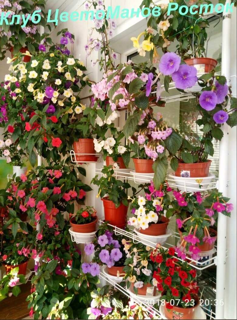 распорный стеллаж для растений и рассады на подоконник. Фото N20